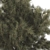 Jeffrey Pine Tree 3D Collection 3D model small image 2