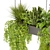 Pothos Ampelous Hanging Plant Model 3D model small image 2