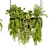 Pothos Ampelous Hanging Plant Model 3D model small image 4