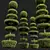 Nerve Plant Fittonia Bonsai Tree 3D model small image 5