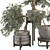 Olive Bonsai Tree Collection Set 3D model small image 3