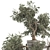 Olive Bonsai Tree Collection Set 3D model small image 5