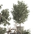Olive Bonsai Tree Collection Set 3D model small image 6