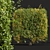 Waxyleaf Privet Plant Models 3D model small image 2