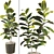 Rubber Plant 3D Model Kit 3D model small image 3