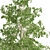 Quaking Aspen Tree Collection 3D model small image 3