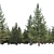 Spruce Forest 3D Model Render 3D model small image 8