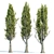 PBR Poplar Trees Collection Vol.145 3D model small image 4