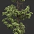 Pinus Echinata Palustris Tree Models 3D model small image 2
