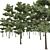 Pinus Echinata Palustris Tree Models 3D model small image 4