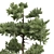 Pinus Echinata Palustris Tree Models 3D model small image 5