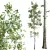 Aspen Populus Tremuloides 3D Trees 3D model small image 3