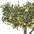 Botanical Lemon Tree 3D Model 3D model small image 3