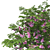 Indoor Plant Cassia Javanica Model 3D model small image 2