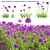 3D Allium Purple Plant Models 3D model small image 1