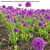 3D Allium Purple Plant Models 3D model small image 4