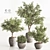 Versatile Indoor Plant Set 84 3D model small image 2