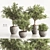 Versatile Indoor Plant Set 84 3D model small image 3