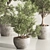 Versatile Indoor Plant Set 84 3D model small image 5