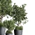 Concrete Olive Tree Plant Set 3D model small image 4