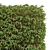 Pyrosia Lingua Fern Sphere Hedge 3D model small image 4