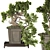 Exquisite Bonsai Tree Collection 03 3D model small image 1