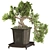 Exquisite Bonsai Tree Collection 03 3D model small image 2