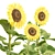  3D Sunflowers Model Collection 3D model small image 2