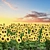  3D Sunflowers Model Collection 3D model small image 3