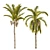 Exquisite Cocos Queen Palm Models 3D model small image 5