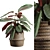 Exotic Calathea Ornata Plant Basket 3D model small image 2