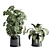 Tropical Ficus Plant Set 3D model small image 3