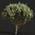 Zistrose Cistus Albidus Plant Decor 3D model small image 2
