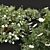 White Floral 3D Plant Models 3D model small image 5
