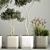 European Olive Tree Collection in Concrete Pots 3D model small image 2