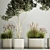 Olive Tree Collection for Decor 3D model small image 2