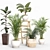 Green Oasis Indoor Plants Set 3D model small image 1