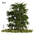 Japanese Katsura Tree 3D Model 3D model small image 1