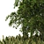 Japanese Katsura Tree 3D Model 3D model small image 3