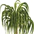 Exotic Ponytail Palm Tree Model 3D model small image 6