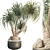 Sculptural Ponytail Palm Tree 3D model small image 1