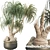 Sculptural Ponytail Palm Tree 3D model small image 2