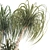 Sculptural Ponytail Palm Tree 3D model small image 12