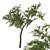 Quercus_Fusiformis_02 Model: 3D Tree Asset 3D model small image 1