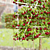 Espalier Malus Fruit Tree Model 3D model small image 5