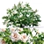 White Rose Bush 1.5m Height 3D model small image 1