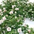 White Rose Bush 1.5m Height 3D model small image 2