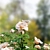White Rose Bush 1.5m Height 3D model small image 3