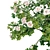 White Rose Bush 1.5m Height 3D model small image 4