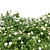 White Rose Bush 1.5m Height 3D model small image 6
